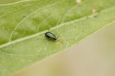 Chrysomèle sp.