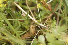 Criquet sp.