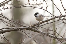 Mésange nonette