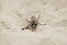 Mouche à moustaches