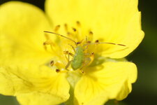 Sauterelle juvénile
