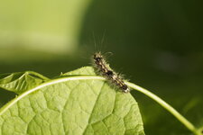 Chenille de Lithosie quadrille