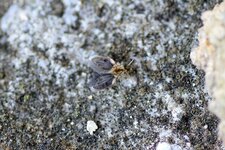 Péricoma sp.