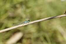 Agrion élégant