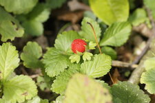 Fraise des bois