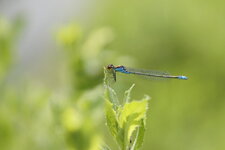Naïade au corps vert