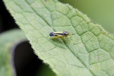 Euacanthus interruptus - mâle