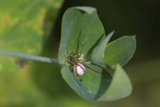 Enoplognatha sp. - sous réserve