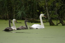 Famille de Cygnes tuberculés