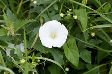 Liseron blanc
