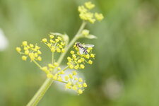 Syrphe pyrastre