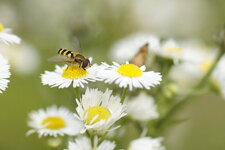 Syrphe du Groseiller
