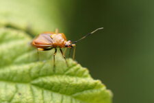 Deraeocoris ruber