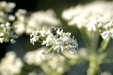 Syrphe pyrastre