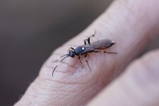 Ichneumon extensorius - sous réserve