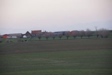 Rangée de Trognes dans la campagne flamande