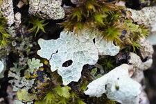 Lobalia scrobiculata - sous réserve