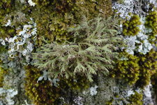 Physcia ascendens - sous réserve