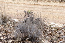 Lavande sp.