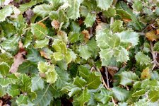 Feuilles de chêne kermès