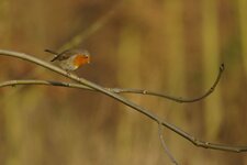Rouge-gorge