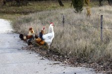 Gallo