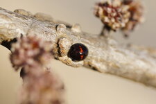 Chilocorus bipustulatus