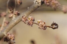 Fleurs d