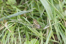 Grenouille verte