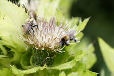 Abeilles solitaires