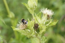 Bourdon et Syrphe ceinturé sur une fleur de Cirse maraîcher
