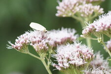 Papillon nocturne ou diurne...