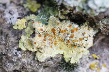 Lichen de rocher