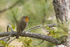Rouge-gorge