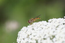 Syrphe ceinturé