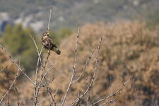 Buse variable