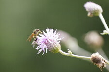 Empididé sp.