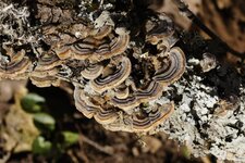 Champignons