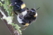 Bombus besogneux