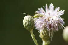 Lygus sp.