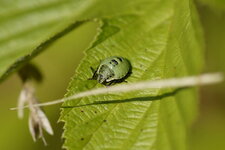 Palomena prasina juvénile - sous réserve