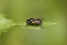 Eristalis sepuchralis - sous réserve