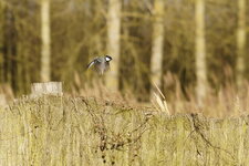 Mésange charbonnière