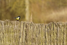 Mésange charbonnière