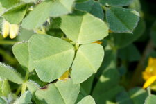 Feuille de lotier pied d