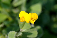 Fleur de lotier pied d