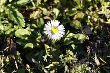 Pâquerette sp.
