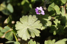 Géranium mou