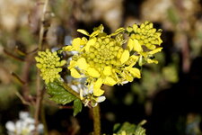 Fleur de moutarde des champs