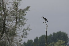 Grand cormoran